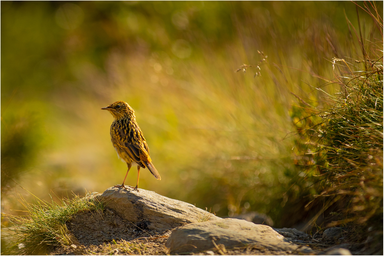 Bird on the trail